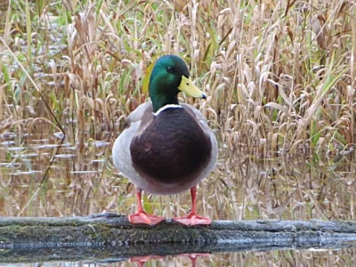 Mallard, Steigerwald Wildlife Refuge