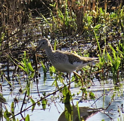 Yellowlegs, Ridgefield Wildlife Refuge