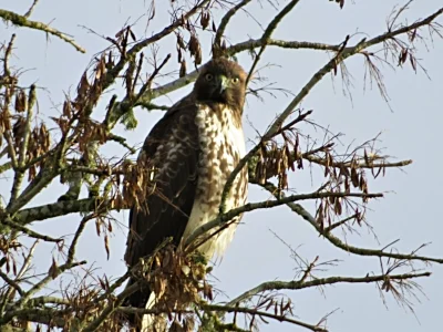 Hawk, Ridgefield Wildlife Refuge