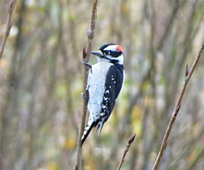 Downy Woodpecker, St. Cloud Recreational Area