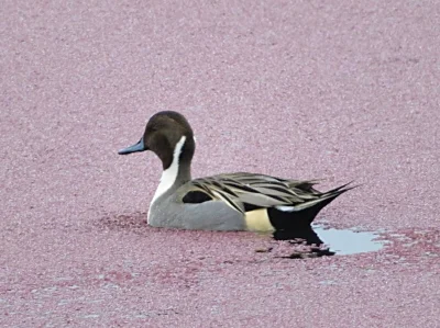 Pintail Duck, Ridgefield Wildlife Refuge
