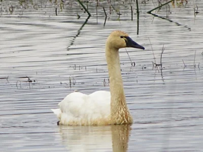 Tundra Swan, Ridgefield Wildlife Refuge