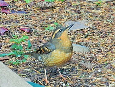 Thrush, Back Yard