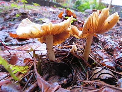 Mushrooms, Back Yard
