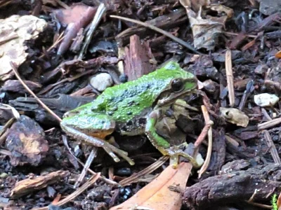 Tree Frog, Back Yard