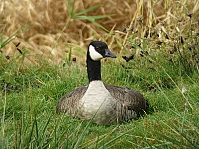 Goose, Ridgefield Wildlife Refuge