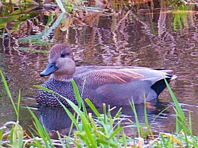 Gadwall, Steigerwald Wildlife Refuge