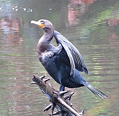 Cormorant, Battleground Lake 