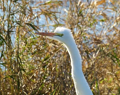 Egret, Ridgefield Wildlife Refuge