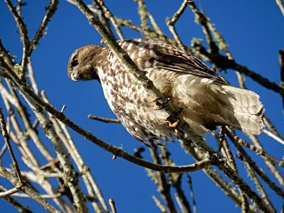 Hawk, Ridgefield Wildlife Refuge