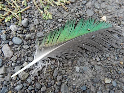 Feather, Steigerwald Wildlife Refuge