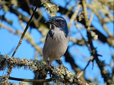 Scrub Jay, Lacamas Lake