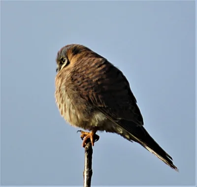 Kestrel, Steigerwald Wildlife Refuge