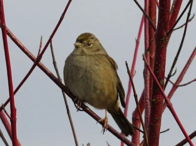 Golden Crowned Sparrow, Ridgefield Wildlife Refuge
