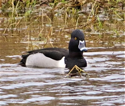Ring Neck Duck, Steigerwald Wildlife Refuge