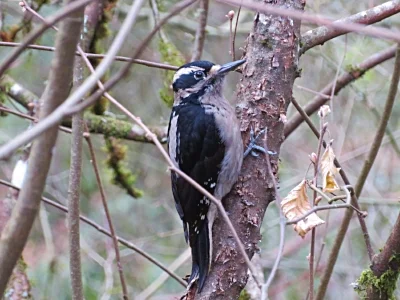 Downy Woodpecker, Tryon Creek State Park