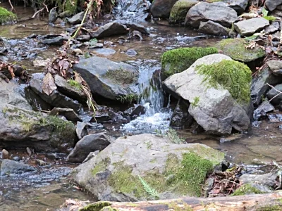 Tryon Creek State Park