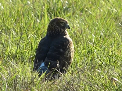 Northern Harrier Hawk, Ridgefield Wildlife Refuge
