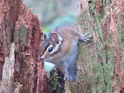 Chipmunk, Tualatin Hills Nature Park