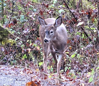 Deer, Tualatin Hills Nature Park