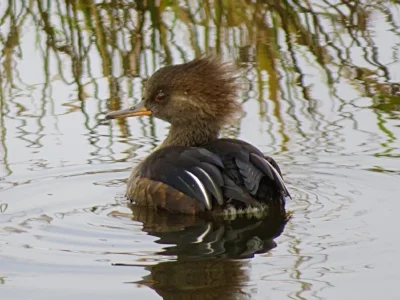Female Hooded Merganser, Ridgefield Wildlife Refuge