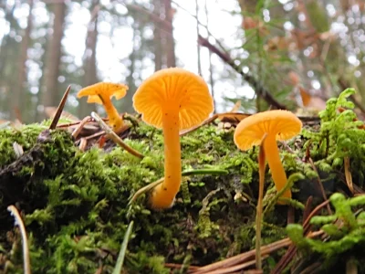 Mushrooms, Tryon Creek State Park