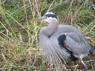 Heron, Ridgefield Wildlife Refuge
