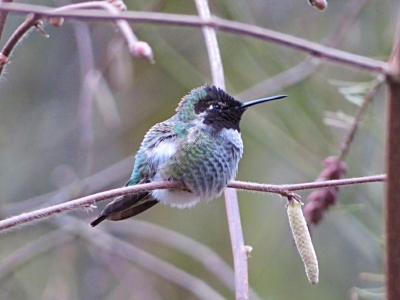 Hummingbird, Tryon Creek State Park