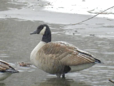 Goose, Fullersburg Woods, Illinois