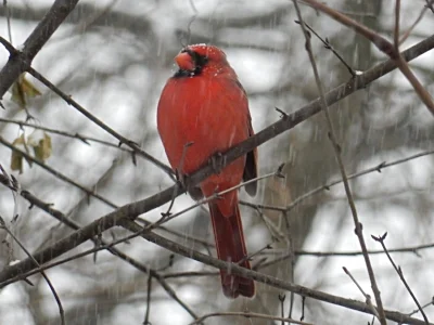 Cardinal, Fullersburg Woods, Illinois