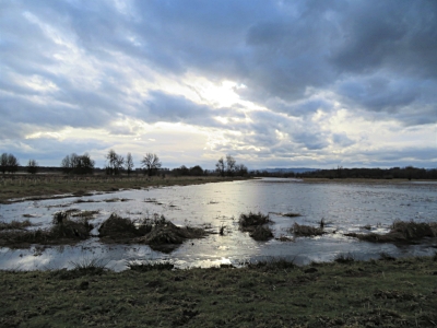 Wetlands, Ridgefield Wildlife Refuge
