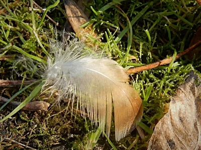 Feather, Tryon Creek State Park