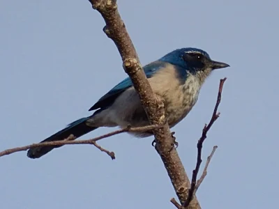 Scrub Jay, Steigerwald Wildlife Refuge