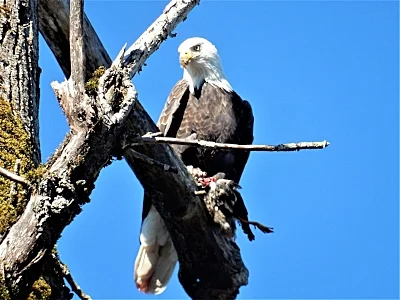 Eagle Eating, Steigerwald Wildlife Refuge