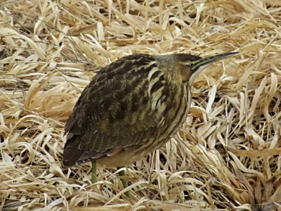 Bittern, Ridgefield Wildlife Refuge