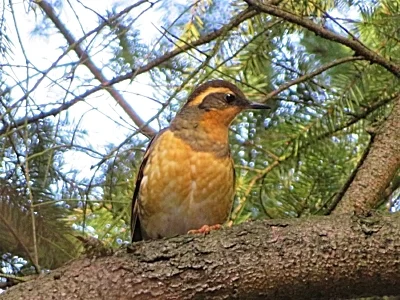 Thrush, Tryon Creek State Park
