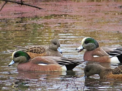 American Wigeon Ducks, Ridgefield Wildlife Refuge