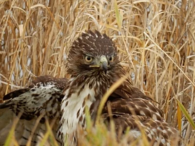 Hawk protecting food, Ridgefield Wildlife Refuge