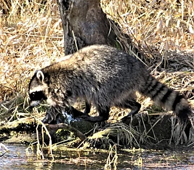 Raccoon, Ridgefield Wildlife Refuge