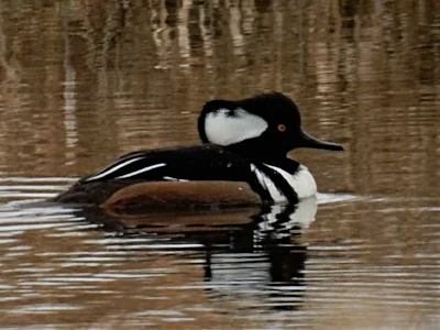 Male Hooded Merganser, Steigerwald Wildlife Refuge