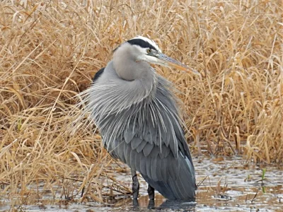 Blue Heron, Ridgefield Wildlife Refuge