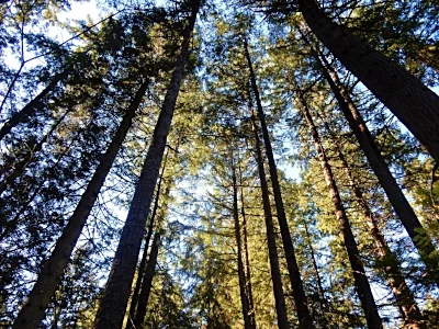 Forest, Tualatin Hills Nature Park