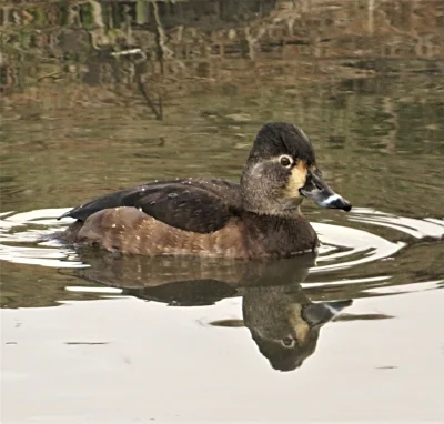 Female Ring Neck Duck, Ridgefield Wildlife Refuge