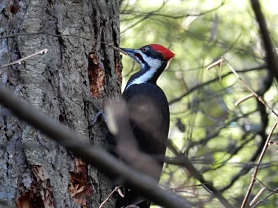 Pileated Woodpecker, Tualatin Hills Nature Park