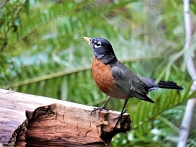 Robin, Tryon Creek State Park