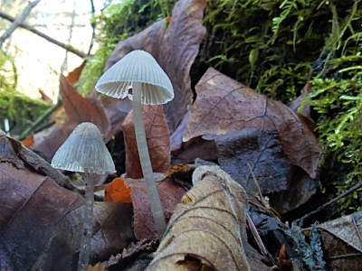 Mushrooms, Tualatin Hills Nature Park