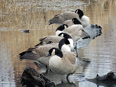 Canada Geese, Steigerwald Wildlife Refuge