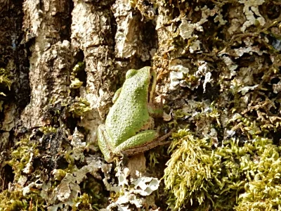 Tree Frog, Ridgefield Wildlife Refuge