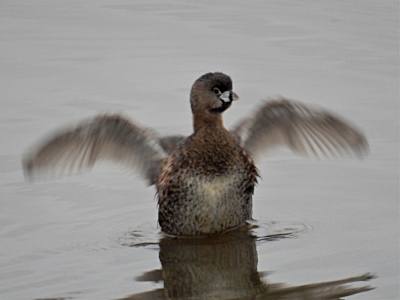 Pied-Billed Grebe Duck, Ridgefield Wildlife Refuge