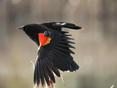 Red Winged Blackbird, Ridgefield Wildlife Refuge